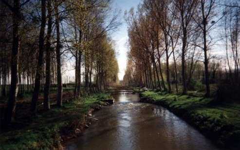 Peupliers couch�s par le vent sur le canal de la dive