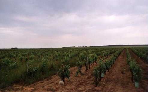 Sp&eacute;cialisation de la vigne dans le saumurois