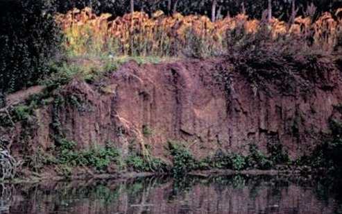 Erosion des berges du Thouet par mise en culture.