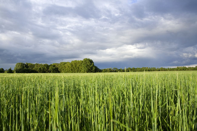 Before the thunderstorm - May 2006 - Anjou