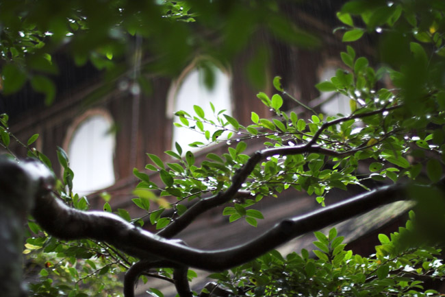 Rainy garden - November 2006 - Kyoto