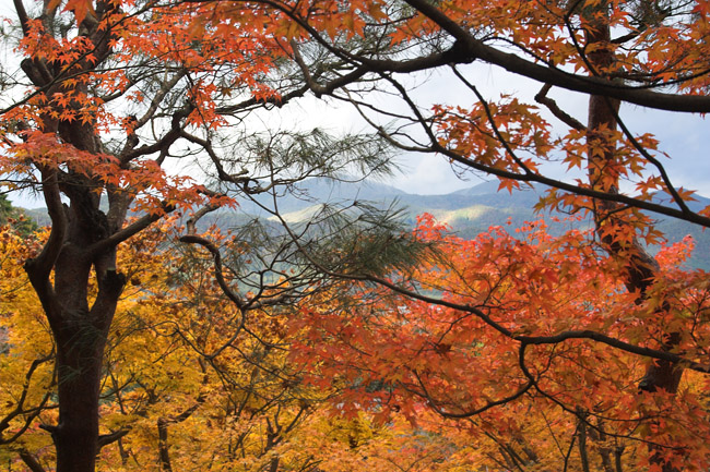 Autumn cult #2 - November 2006 - Kyoto