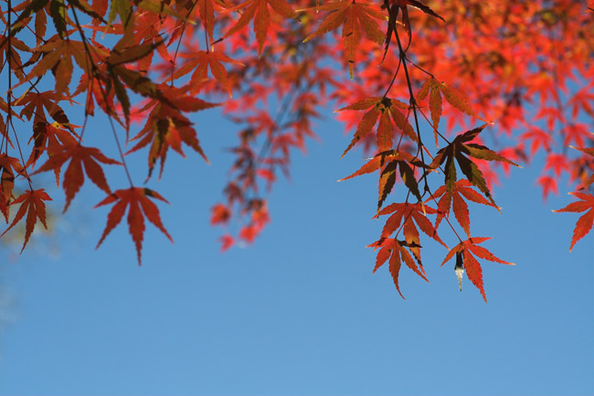 Culte de l'automne #3 - Novembre 2006 - Matsushima (Japon)