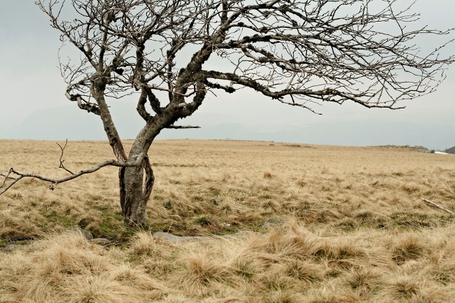 sans titre - Mai 2009 - Auvergne