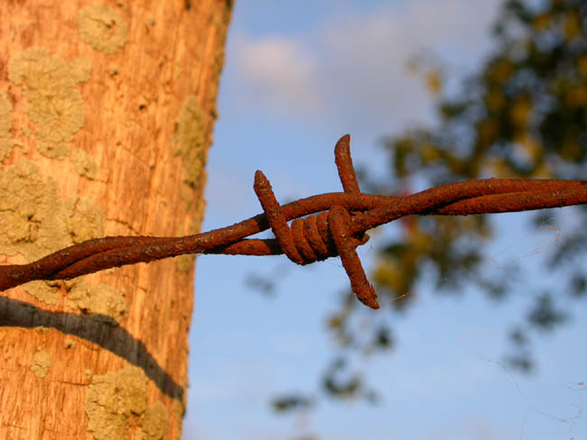 barbed wire - july 2004 - Lernay