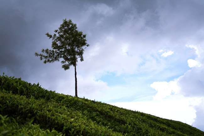 Champ de thé - Mars 2006 - Munnar