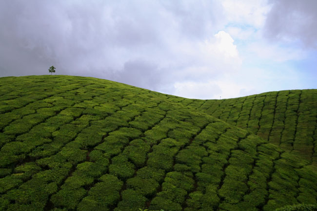 Tea field - March 2006 - Munnar