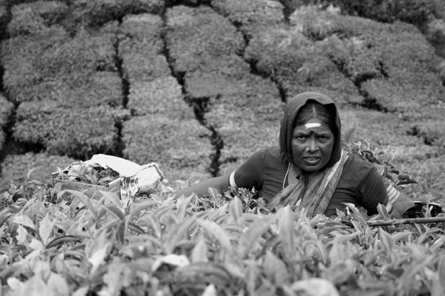 Cueilleuse de thé - Mars 2006 - Munnar