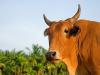 Tropical Cow in Kalipur - March 2007 - Andaman Island