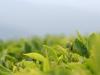 Tea leaves - May 2007 - Darjeeling