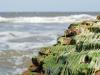 Seaweed - March 2008 - Tranquebar (Tamil Nadu)