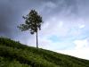 Tea field - March 2006 - Munnar