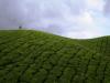 Tea field - March 2006 - Munnar