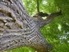 l'arbre - Jardin des Plantes à Toulouse -2004